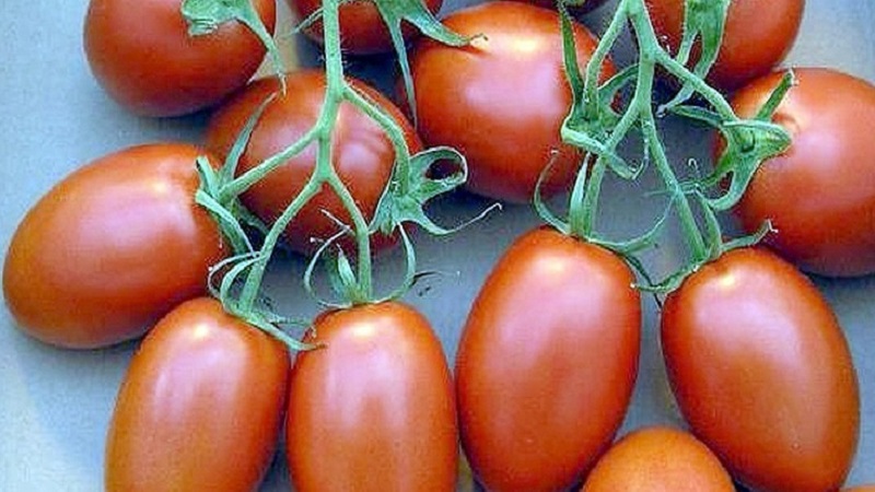 We get the maximum yield with the minimum expenditure of energy - tomato The miracle of the lazy
