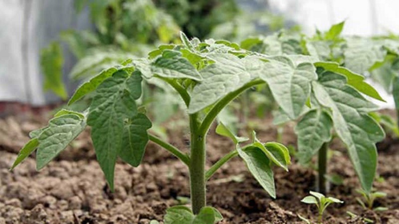 We get the maximum yield with the minimum expenditure of energy - tomato The miracle of the lazy