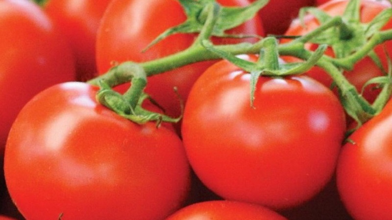 We get the maximum yield with the minimum expenditure of energy - tomato The miracle of the lazy
