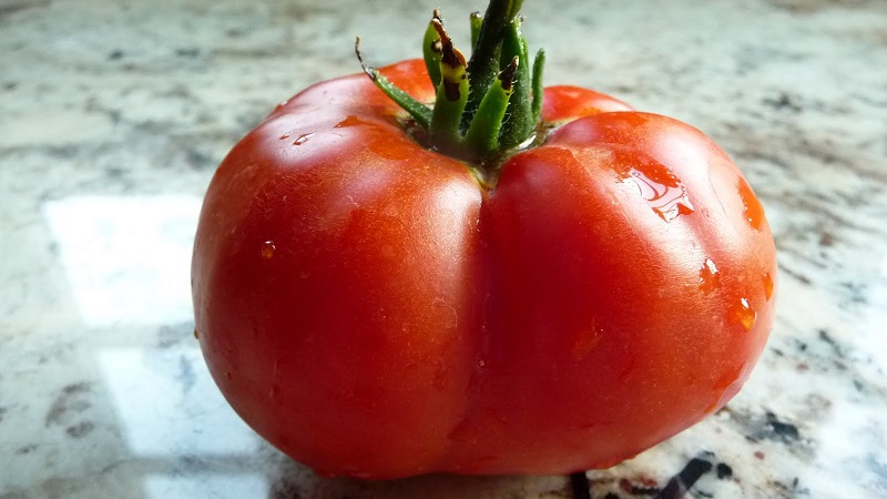 Tomato Em Champion: characteristics and description of the variety, reviews of those who planted tomatoes and photos
