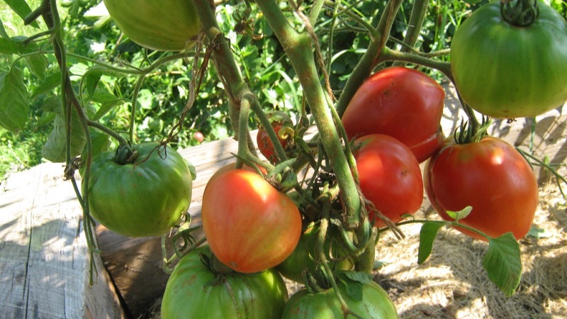 Tomato Em Champion: characteristics and description of the variety, reviews of those who planted tomatoes and photos