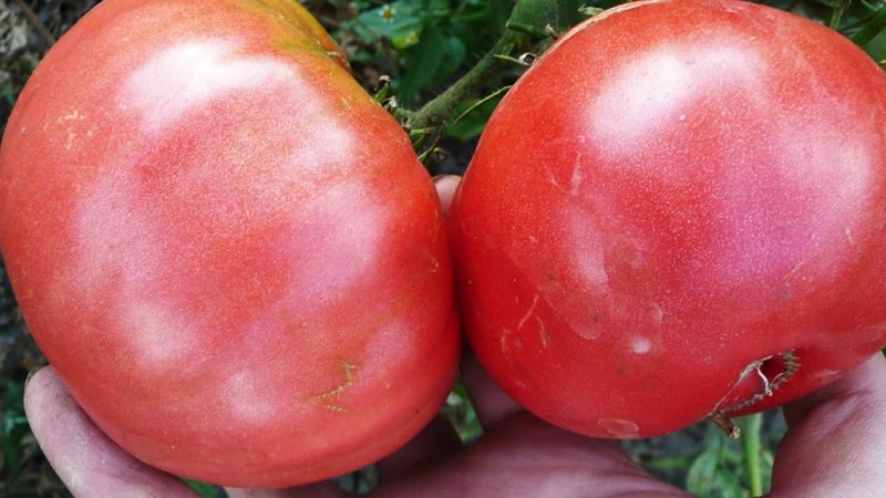 An excellent variety for lovers of large-fruited sweet tomatoes - the Pink giant tomato