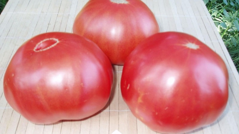 An excellent variety for lovers of large-fruited sweet tomatoes - the Pink giant tomato