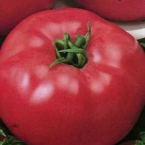 An excellent variety for lovers of large-fruited sweet tomatoes - the Pink giant tomato