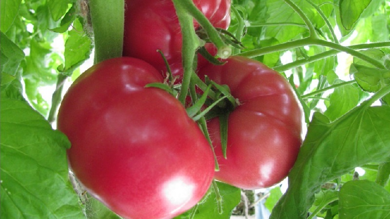An excellent variety for lovers of large-fruited sweet tomatoes - the Pink giant tomato