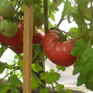 Delicious lettuce tomato with a sweet honey flavor - pink elephant tomato and its other benefits