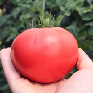 Delicious lettuce tomato with a sweet honey flavor - the Pink Elephant tomato and its other benefits
