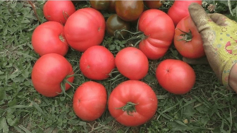 Delicious lettuce tomato with a sweet honey flavor - the Pink Elephant tomato and its other benefits