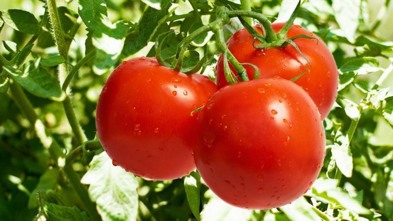What are the benefits and harms of tomatoes for a woman's body: contraindications and norms for the use of tomatoes