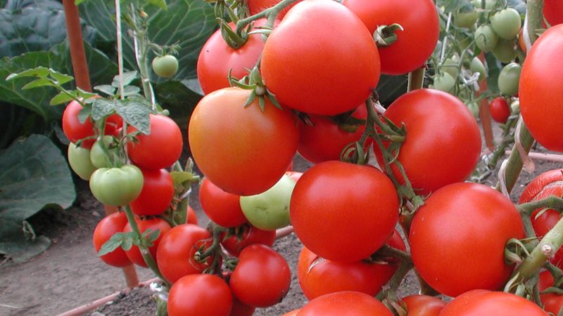 What are the benefits and harms of tomatoes for a woman's body: contraindications and norms for the use of tomatoes