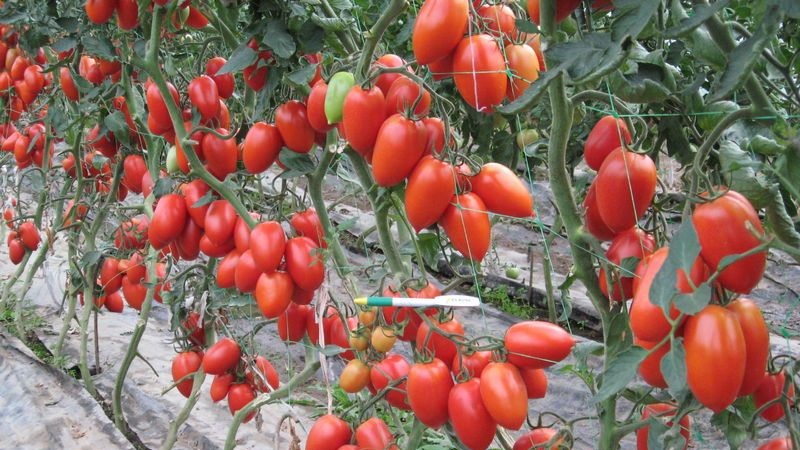 We grow independently a rich harvest of hummingbird tomatoes for salads, juices and preservation