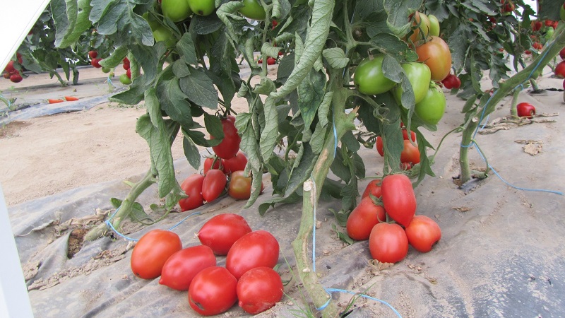 We grow independently a rich harvest of hummingbird tomatoes for salads, juices and preservation