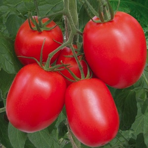 We grow independently a rich harvest of hummingbird tomatoes for salads, juices and preservation