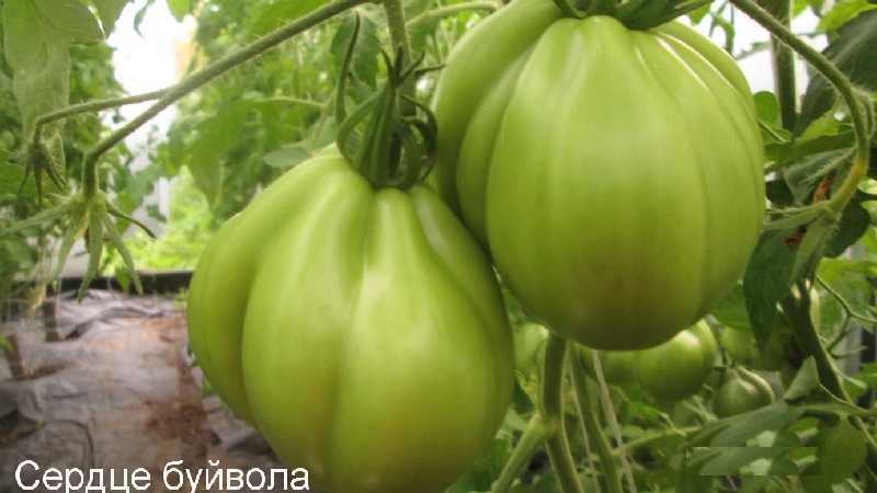 We grow on our own large tomatoes with sweet, juicy, grainy pulp: tomato Buffalo Heart