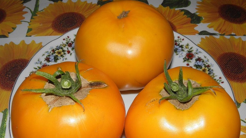 Bright and exotic guest in the garden: tomato Orange