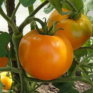 Bright and exotic guest in the garden: tomato Orange