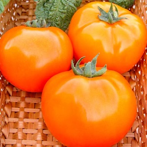Bright and exotic guest in the garden: tomato Orange