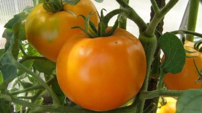 Bright and exotic guest in the garden: tomato Orange