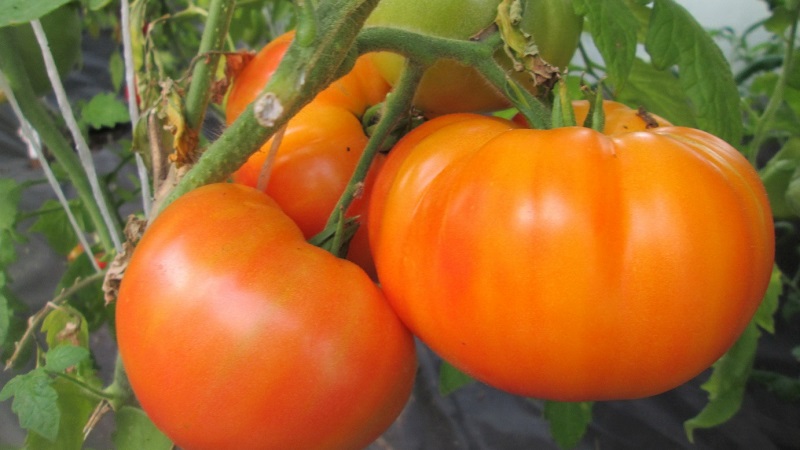 Bright and exotic guest in the garden: tomato Orange