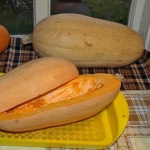 Fleshy and light pumpkin Pastila Champagne with juicy pulp and a unique aroma