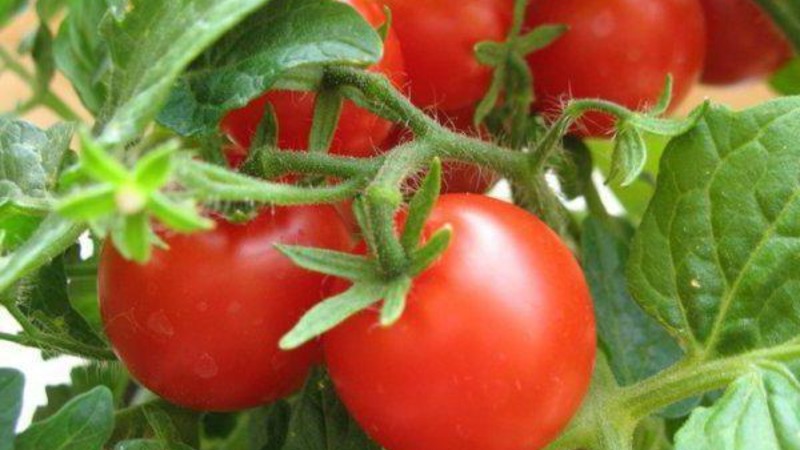Bright and tasty Dutch tomato variety Tanya: we get acquainted with the advantages and grow ourselves