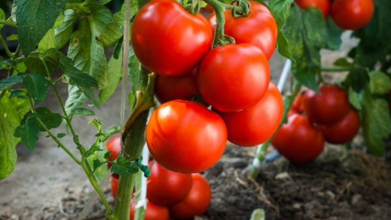 Bright and tasty Dutch tomato variety Tanya: we get acquainted with the advantages and grow ourselves