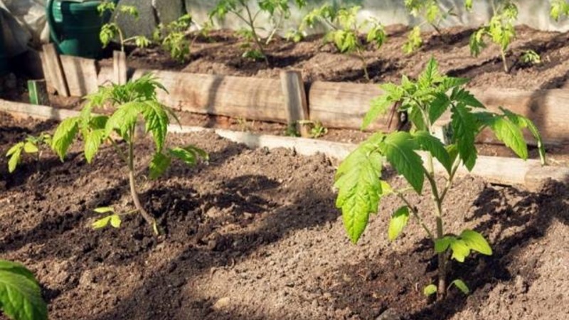 Bright and tasty Dutch tomato variety Tanya: we get acquainted with the advantages and grow ourselves