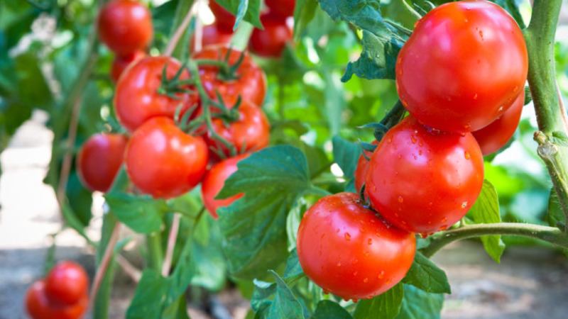 Bright and tasty Dutch tomato variety Tanya: we get acquainted with the advantages and grow ourselves