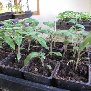 We grow a Wild Rose tomato in our garden and enjoy a rich harvest of large and juicy fruits