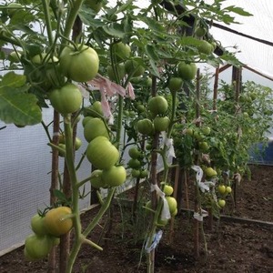 We grow a Wild Rose tomato in our garden and enjoy a rich harvest of large and juicy fruits