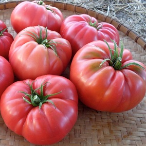 We grow a Wild Rose tomato in our garden and enjoy a rich harvest of large and juicy fruits