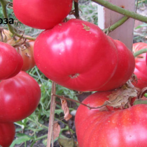 We grow a Wild Rose tomato in our garden and enjoy a rich harvest of large and juicy fruits