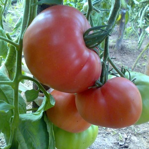 We grow a Wild Rose tomato in our garden and enjoy a rich harvest of large and juicy fruits