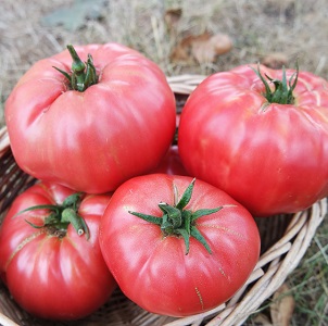 We grow a Wild Rose tomato in our garden and enjoy a rich harvest of large and juicy fruits