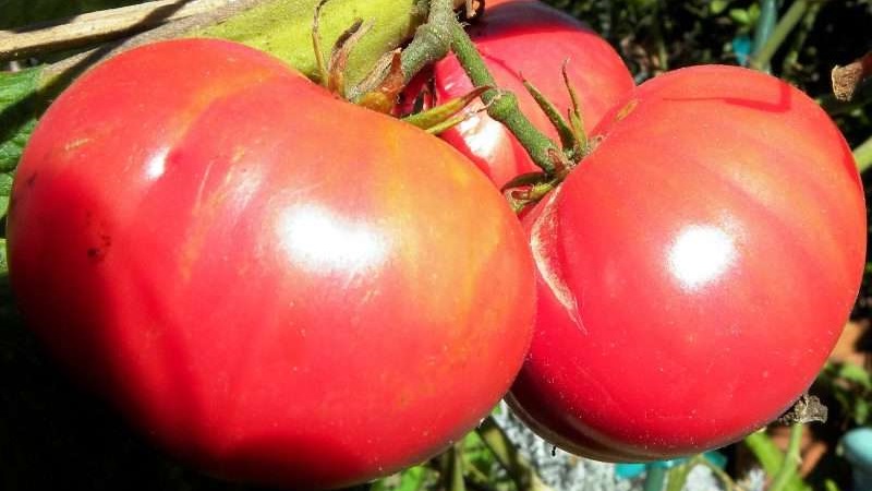 We grow a Wild Rose tomato in our garden and enjoy a rich harvest of large and juicy fruits