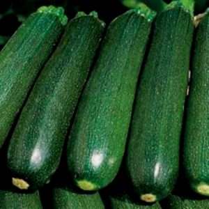 What is zucchini zucchini: we get to know the view, grow it on our site and use it for delicious dishes