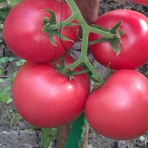 Sweet, large and very fragrant Pandarosa tomatoes - garden decoration