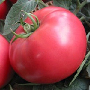 Sweet, large and very fragrant Pandarosa tomatoes - garden decoration