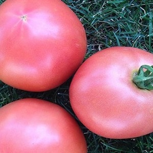 Sweet, large and very fragrant Pandarosa tomatoes - garden decoration