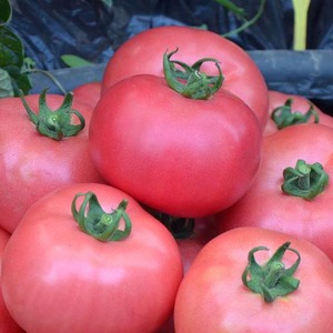 Sweet, large and very fragrant Pandarosa tomatoes - garden decoration