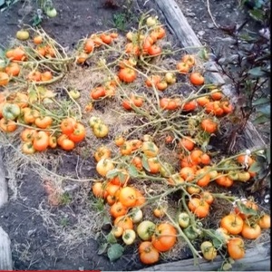 Low-growing variety for novice summer residents - Mongolian dwarf tomato: description of the variety and reviews of its cultivation