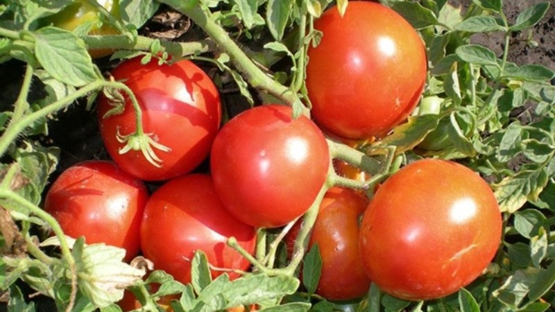 Low-growing variety for novice summer residents - Mongolian dwarf tomato: description of the variety and reviews of its cultivation