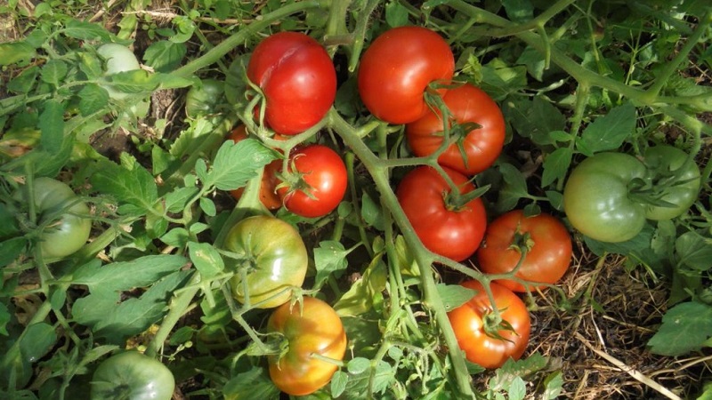Low-growing variety for novice summer residents - Mongolian dwarf tomato: description of the variety and reviews of its cultivation