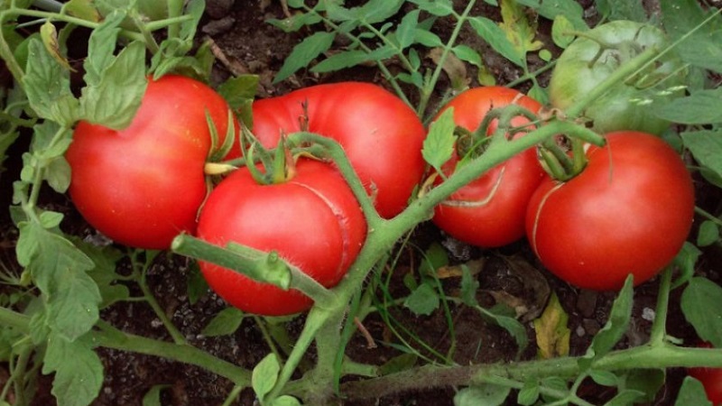 Low-growing variety for novice summer residents - Mongolian dwarf tomato: description of the variety and reviews of its cultivation