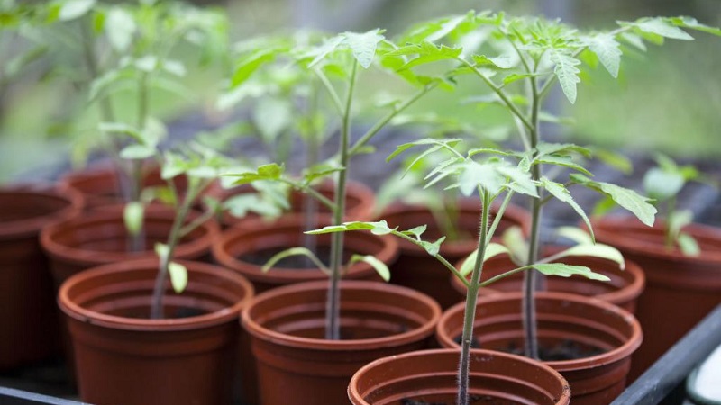 Low-growing variety for novice summer residents - Mongolian dwarf tomato: description of the variety and reviews of its cultivation