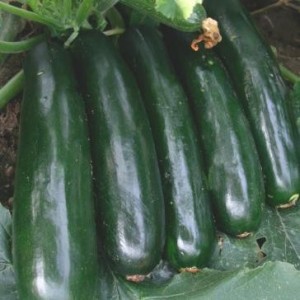 The best varieties of zucchini for open ground: a photo with a description, tips for choosing