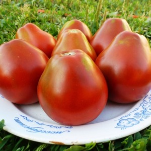 Pear-shaped variety with sweet taste and amazing aroma - tomato Ivan Kupala