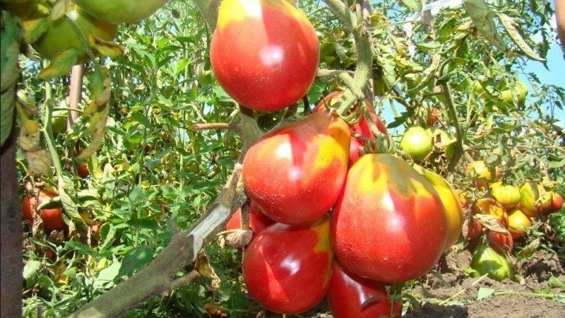 Pear-shaped variety with sweet taste and amazing aroma - tomato Ivan Kupala