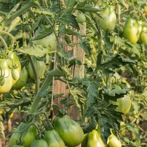 Pear-shaped variety with a sweet taste and an amazing aroma - tomato Ivan Kupala