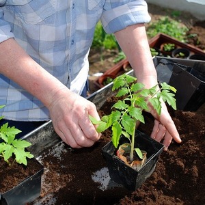 Pear-shaped variety with a sweet taste and an amazing aroma - tomato Ivan Kupala